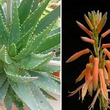 Aloe brevifolia var. postgenita infl. P1150208.jpg